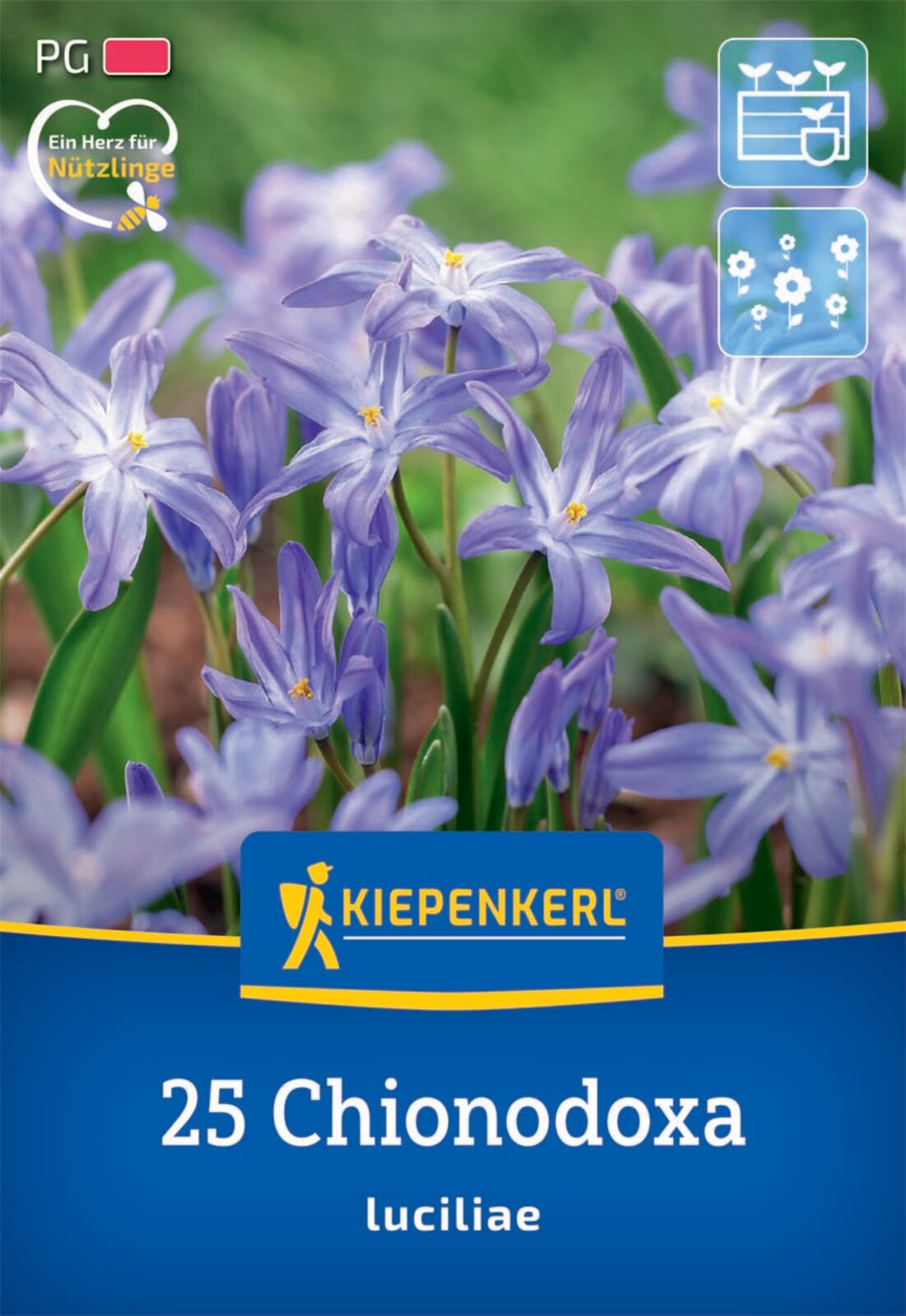  Schneeglanz (25 Stück)