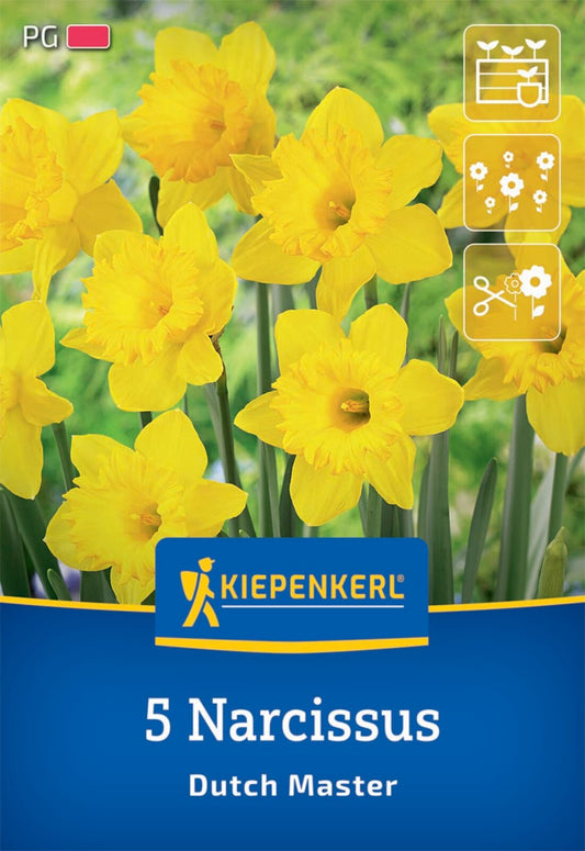  Trompeten-Narzisse Dutch Master (5 Stück)