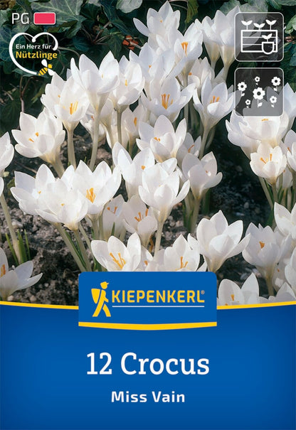 Botanischer Krokus Miss Vain (12 Stück)