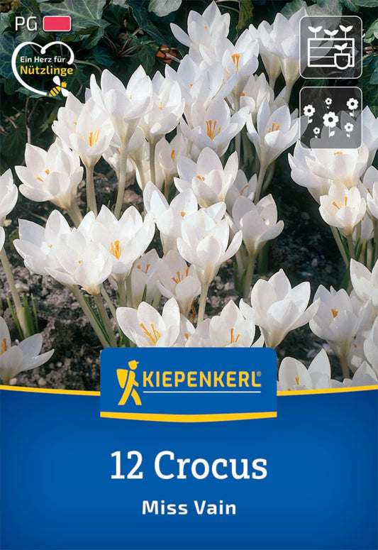  Botanischer Krokus Miss Vain (12 Stück)