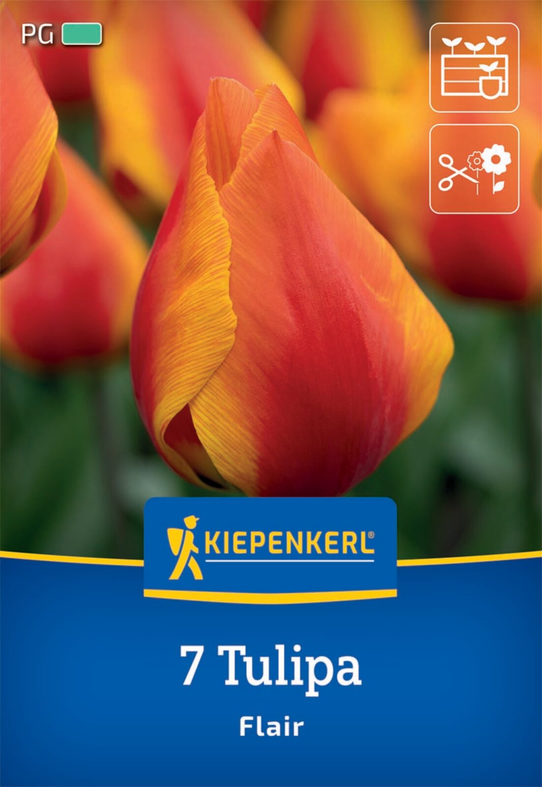  Einfache Frühe Tulpe Flair (7 Stück)