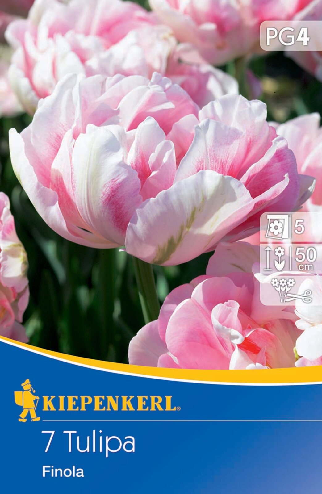  Gefüllte Späte Tulpe Finola (5 Stück)
