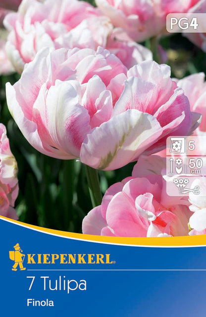  Gefüllte Späte Tulpe Finola (5 Stück)