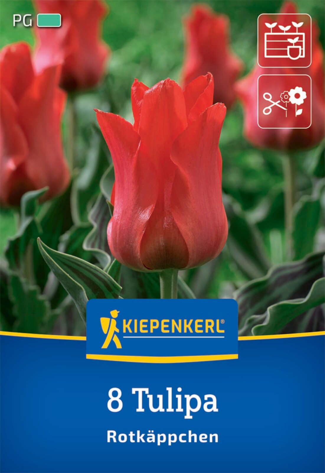  Greigii-Tulpe Rotkäppchen (8 Stück)
