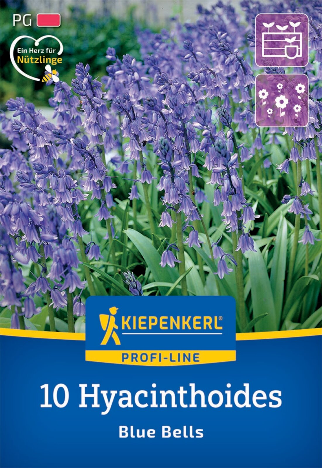  Hasenglöckchen Blue Bells (10 Stück)
