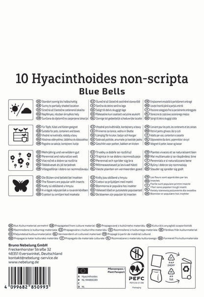  Hasenglöckchen Blue Bells (10 Stück)