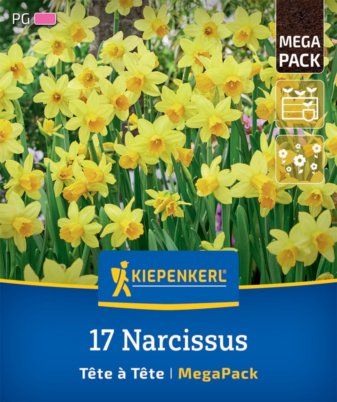  Mega-Pack Alpenveilchen-Narzisse Tête à Tête (17 Stück)