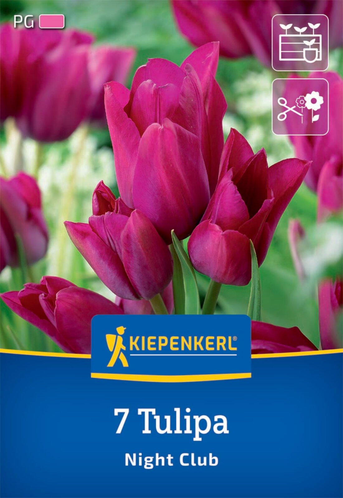  Mehrblütige Tulpe Night Club (7 Stück)