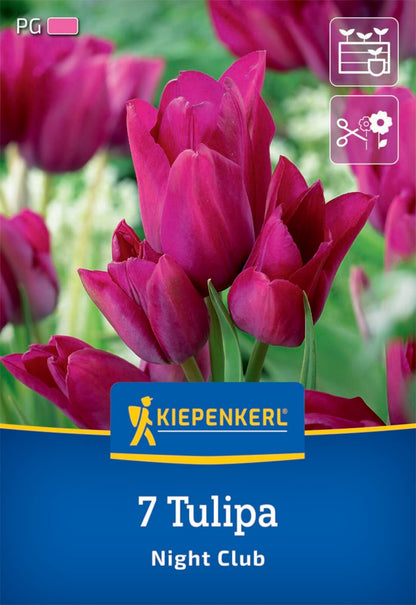  Mehrblütige Tulpe Night Club (7 Stück)