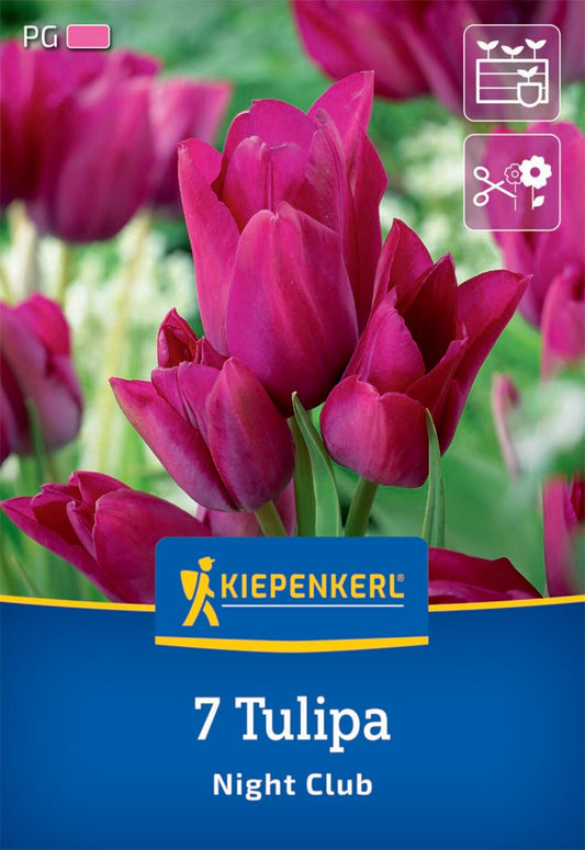  Mehrblütige Tulpe Night Club (7 Stück)