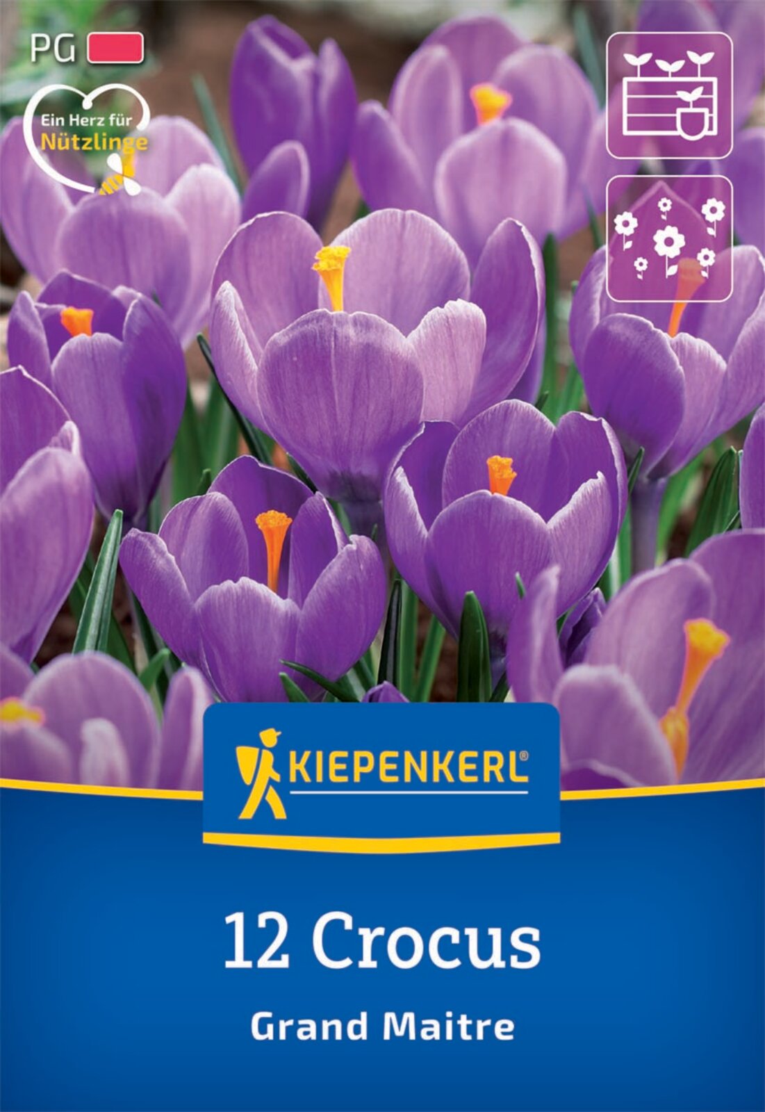  Großblumiger Krokus Grand Maitre (12 Stück)