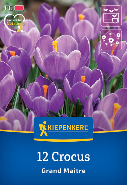 Großblumiger Krokus Grand Maitre (12 Stück)