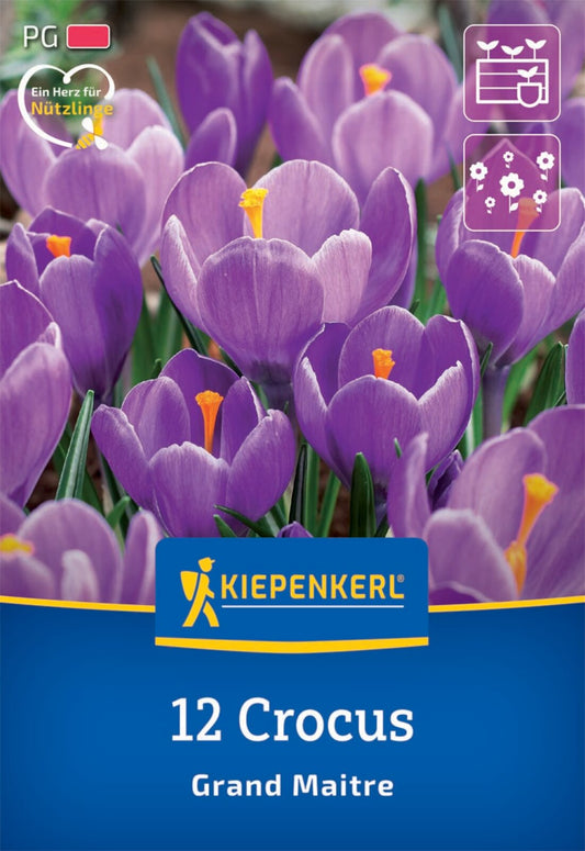  Großblumiger Krokus Grand Maitre (12 Stück)
