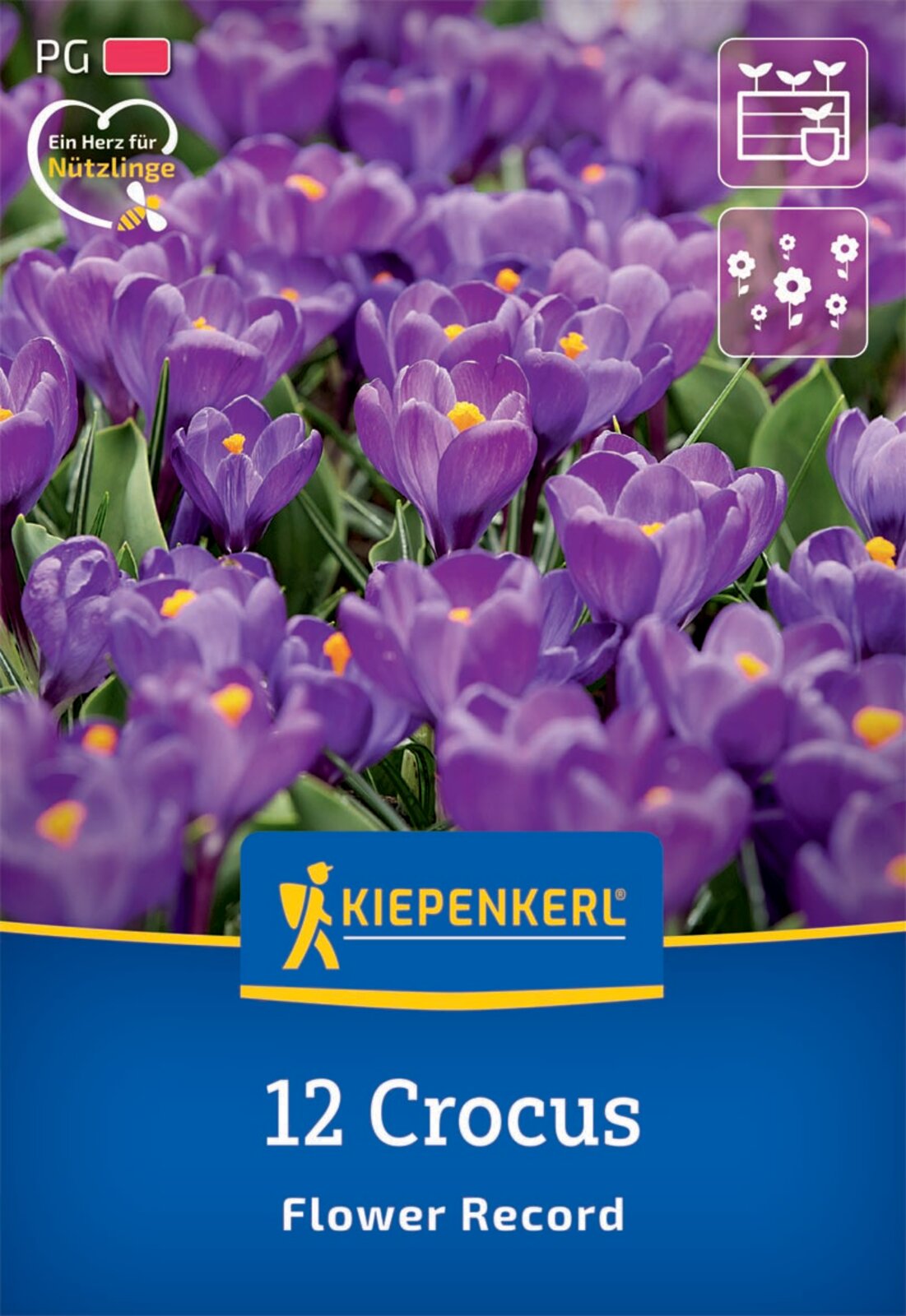  Großblumiger Krokus Flower Record (12 Stück)