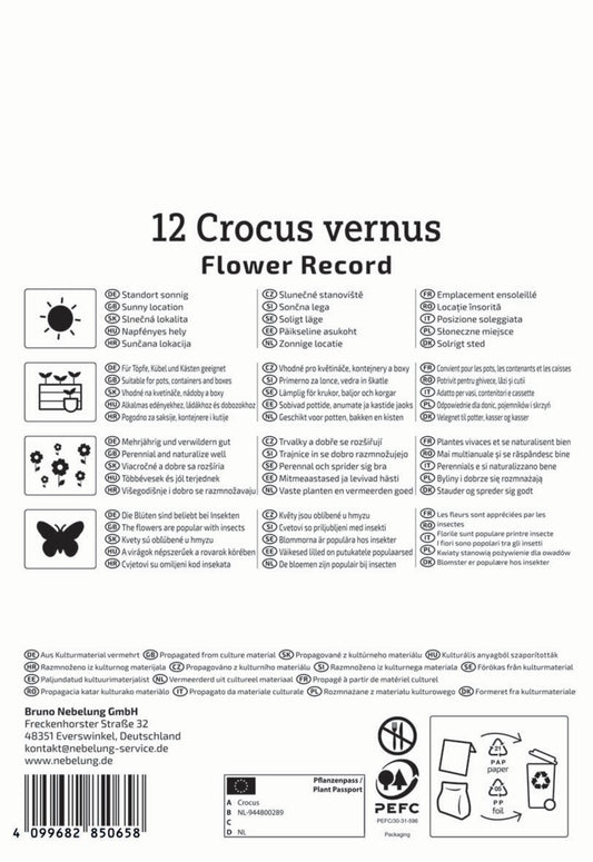  Großblumiger Krokus Flower Record (12 Stück)