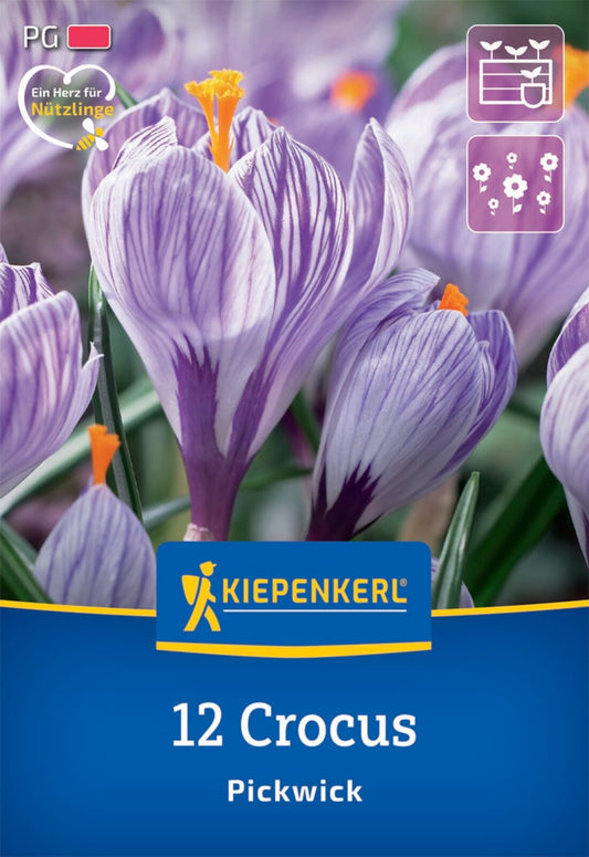  Großblumiger Krokus Pickwick (12 Stück)