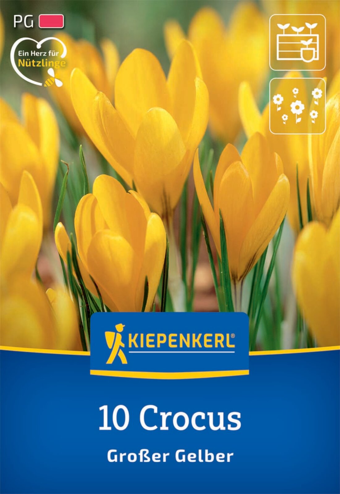  Großblumiger Krokus Großer Gelber (10 Stück)