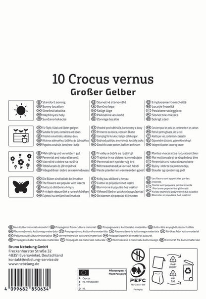  Großblumiger Krokus Großer Gelber (10 Stück)