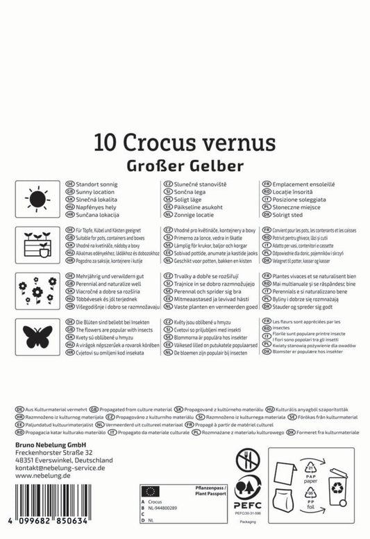  Großblumiger Krokus Großer Gelber (10 Stück)