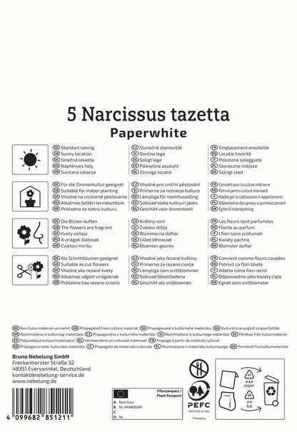  Zimmer-Narzisse Paperwhite (5 Stück)