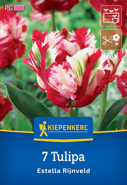  Papagei-Tulpe Estella Rijnveld (7 Stück)