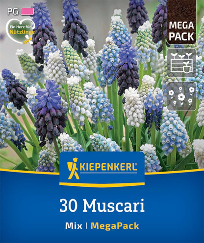  Mega-Pack Traubenhyazinthen Mischung (30 Stück)
