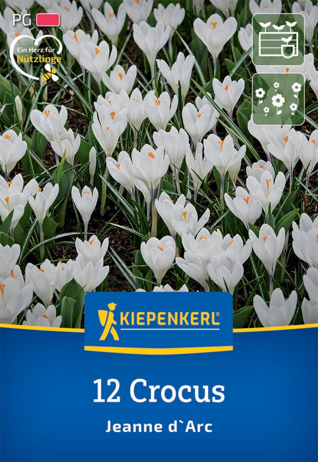  Großblumiger Krokus Jeanne D`Arc (12 Stück)