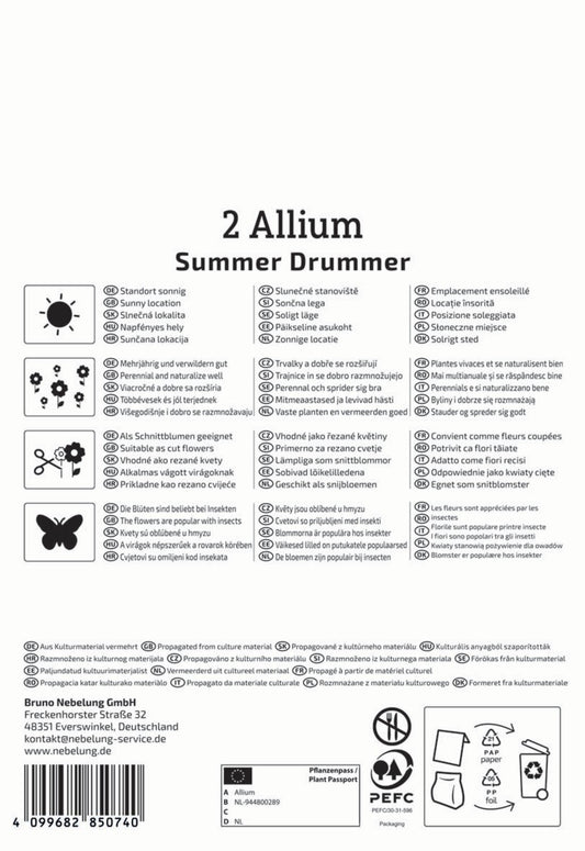  Zierlauch Summer Drummer (2 Stück)