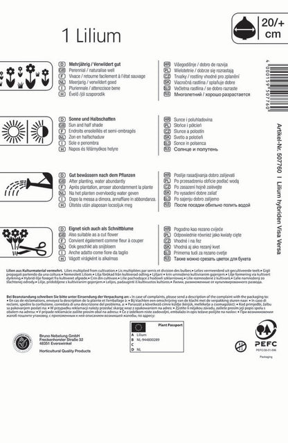  Baumlilie Visa Versa (1 Stück)
