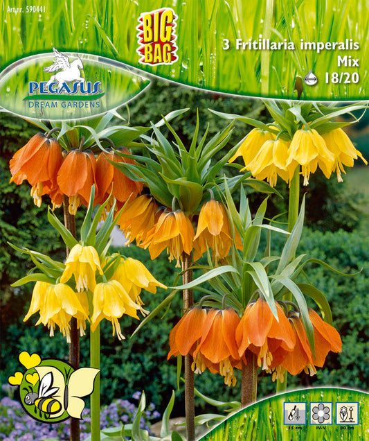 Pegasus Kaiserkronen Fritillaria (3 Stück)