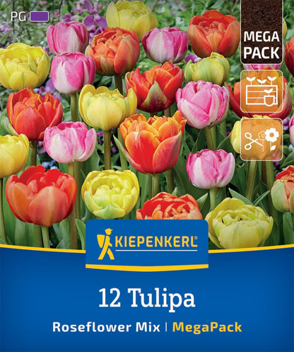  Mega-Pack Gefüllte Späte Rosentulpen Mischung (12 Stück)