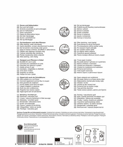 Pegasus Narzissen Trompetenmischung (35 Stück)