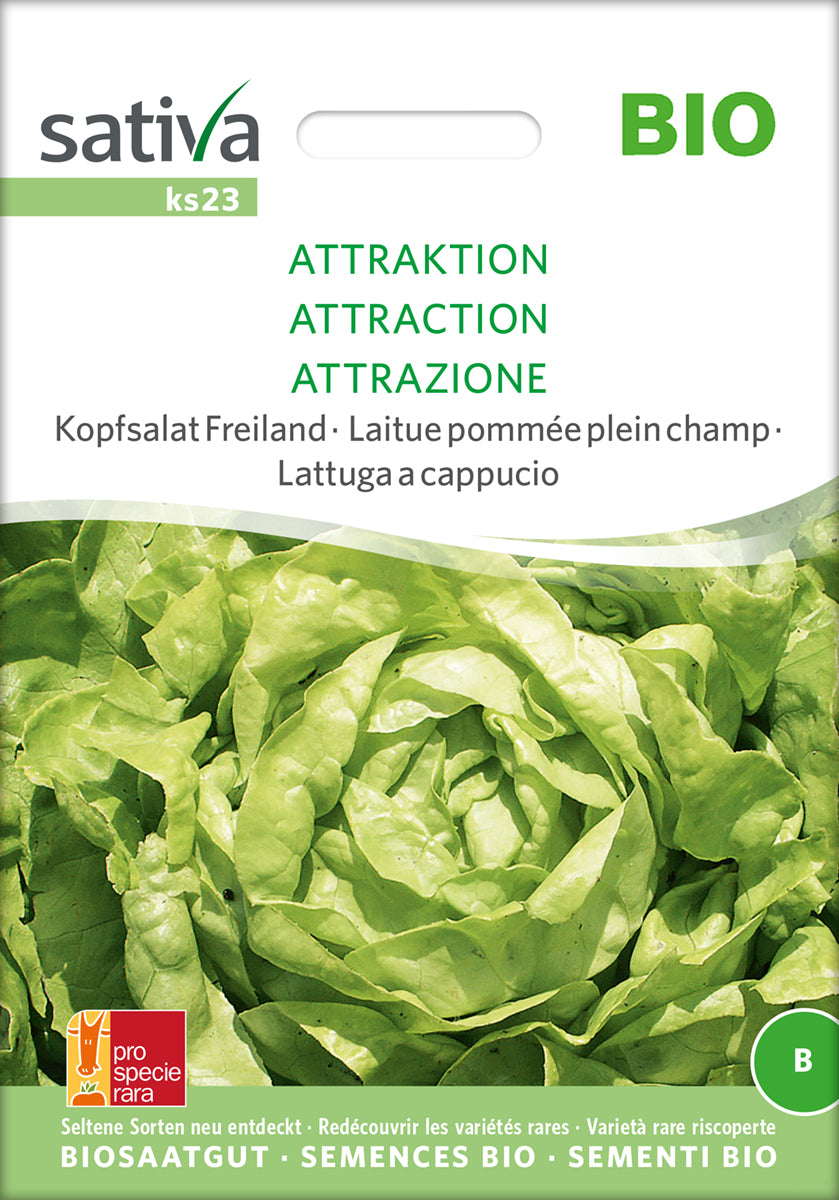  BIO Kopfsalat Freiland Attraktion [MHD 12/2025]