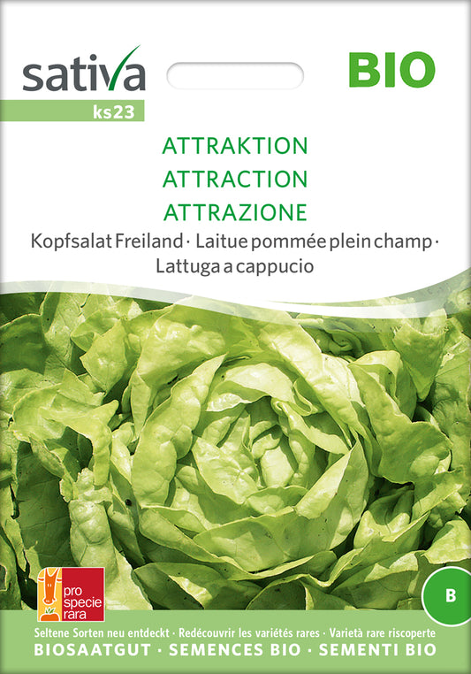  BIO Kopfsalat Freiland Attraktion [MHD 12/2025]