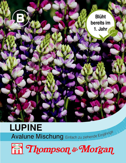  Lupine Avalune Mischung