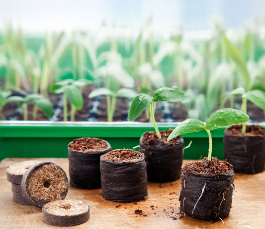 36 Mm Kokos-Quelltabletten (50 Stück)