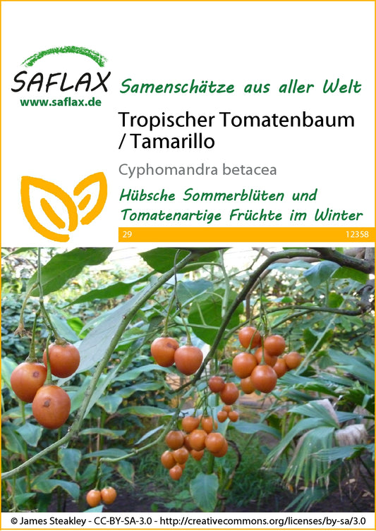  Tropischer Tomatenbaum / Tamarillo