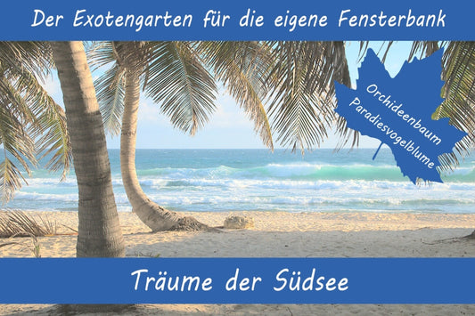  Anzuchtset Träume Der Südsee