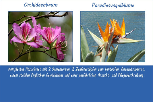  Anzuchtset Träume Der Südsee