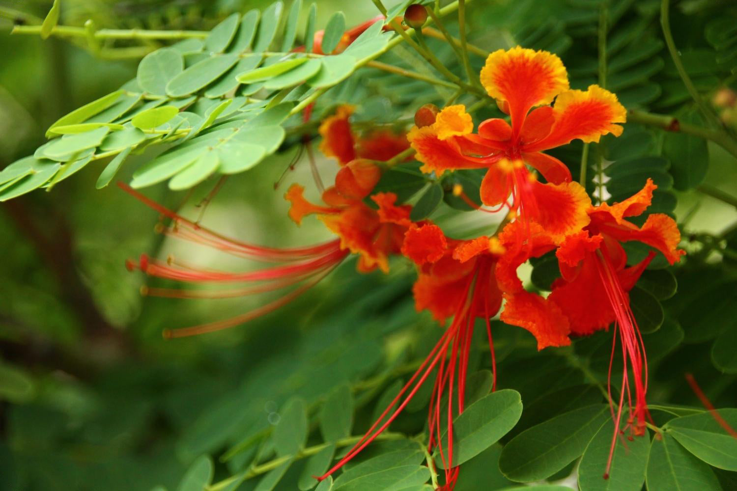  Anzuchtset Feng Shui Mit Pflanzen Gestalten