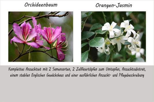  Anzuchtset Feng Shui Mit Pflanzen Gestalten