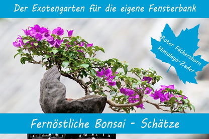  Anzuchtset-Fernöstliche Bonsai-Schätze
