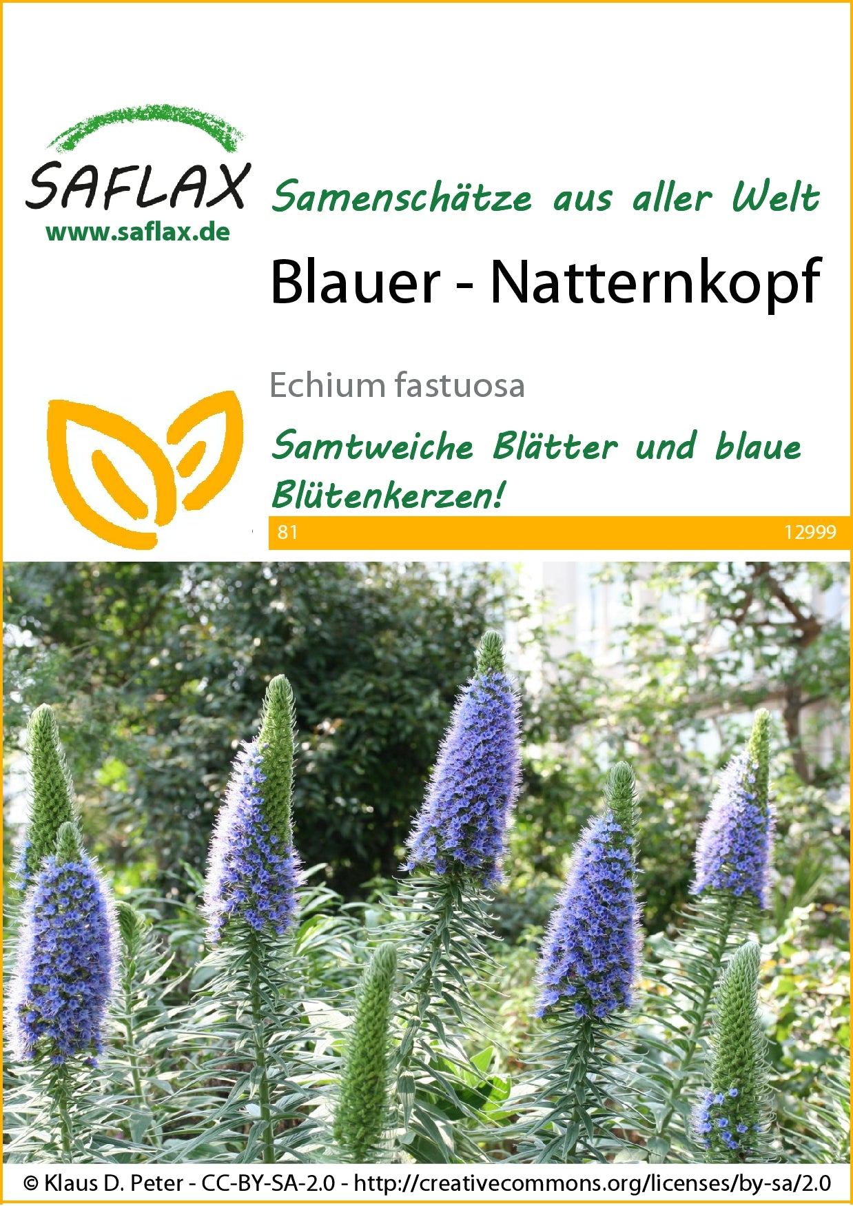  Blauer Natternkopf