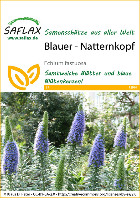  Blauer Natternkopf