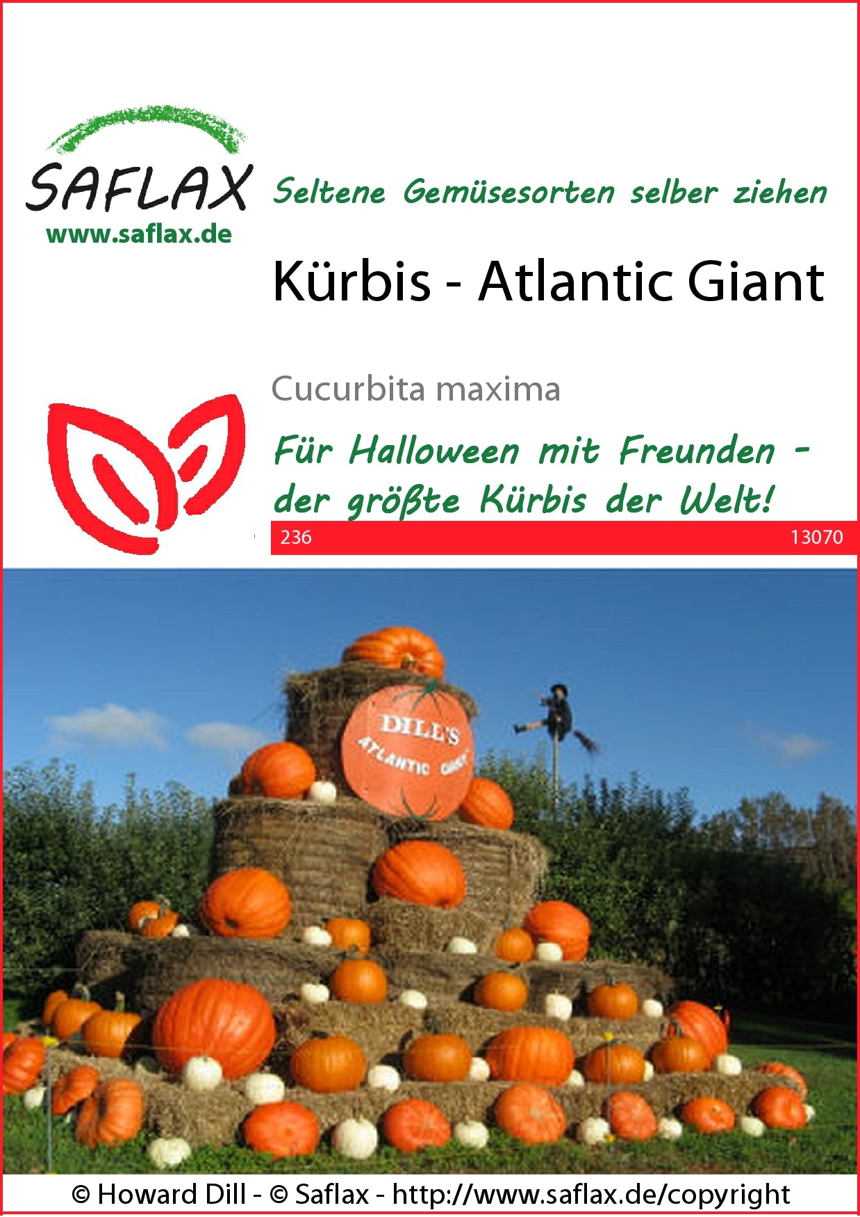  Kürbis Atlantic Giant