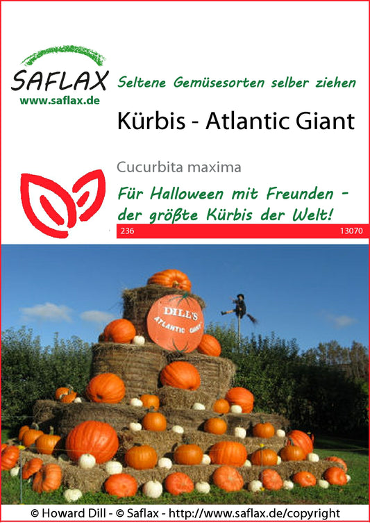  Kürbis Atlantic Giant