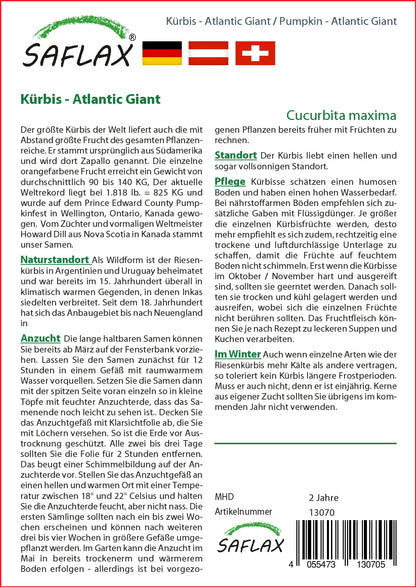  Kürbis Atlantic Giant