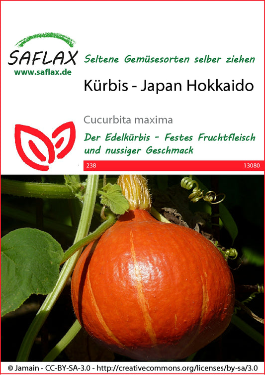  Kürbis Japan Hokkaido