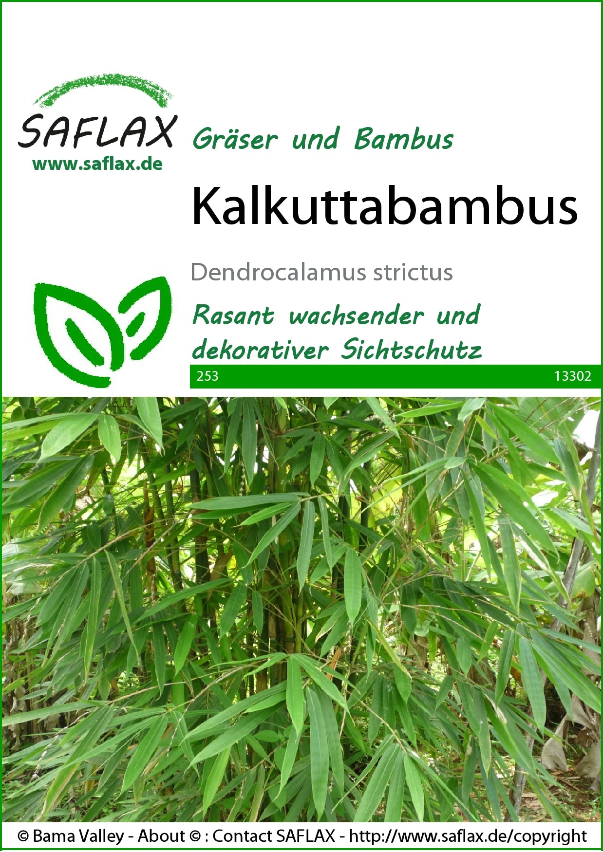  Kalkuttabambus