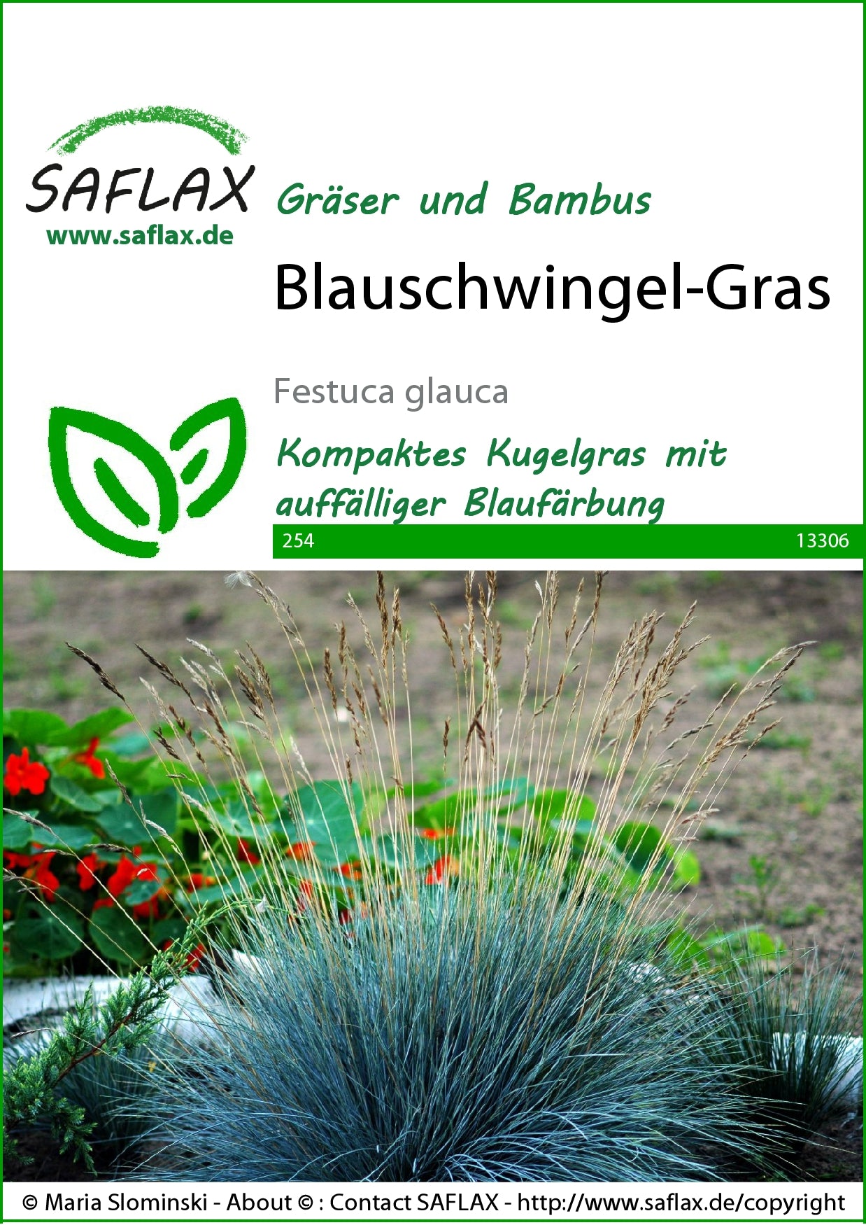  Blauschwingel Gras
